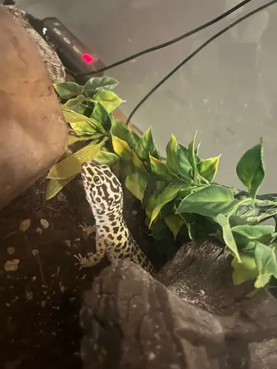 Female leopard gecko for sale. She is between 4-5 years old. Comes with full equipped 40 gallon tank...