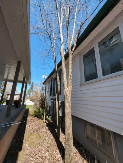 2 Small tree cut, View more