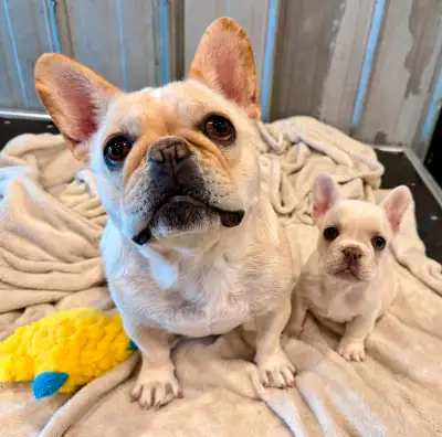 We are extremely excited to announce this litter of Rare French Bulldog Puppies! Peaches had 3 boys...