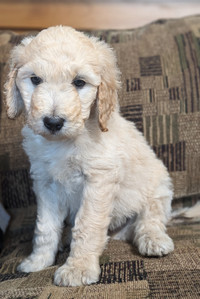 Vet Checked F1B Goldendoodle pups