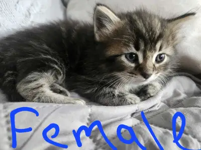 Ragdoll Siberian kittens, View more