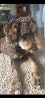 F1b Aussiedoodle wait list available in Dogs & Puppies for Rehoming in Saint John - Image 4