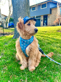Goldendoodle for rehoming