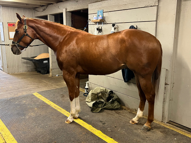 3yr old Aqha gelding in Horses & Ponies for Rehoming in Delta/Surrey/Langley - Image 3