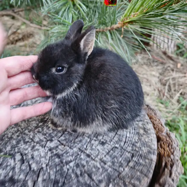 EXTRAORDINARY NETHERLAND DWARF BABY BUNNY RABBITS in Small Animals for Rehoming in London - Image 8