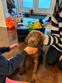 Chocolate Labrador Girl 4 months