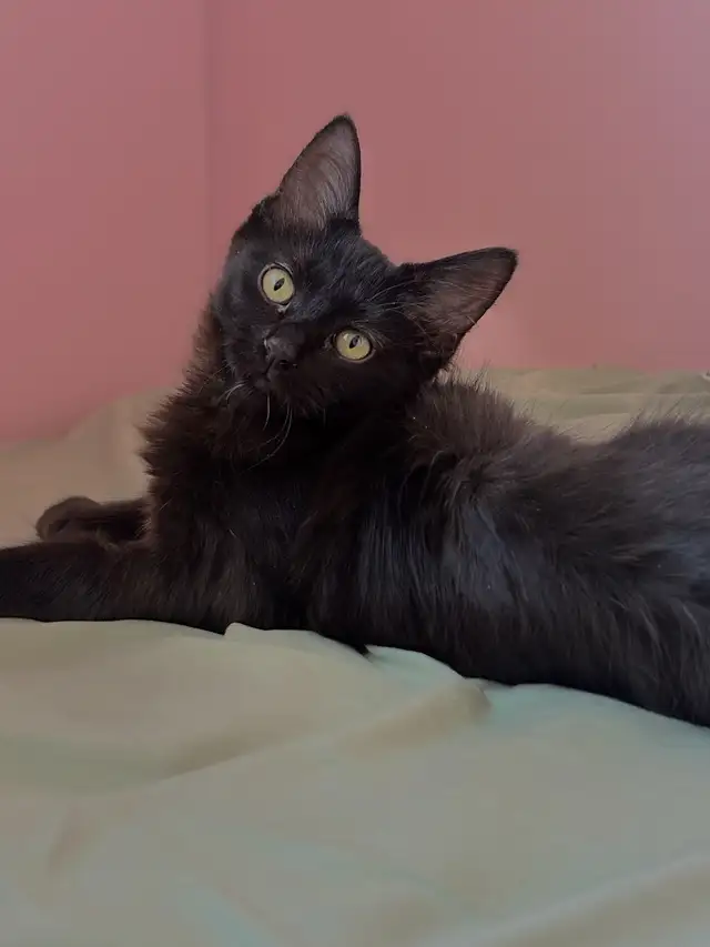 Maine Coon Cross (Polydactyl)