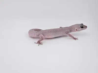 Leopard Gecko – Pet Only – $100 Available now at Valley Exotics This little Leopard Gecko is healthy...