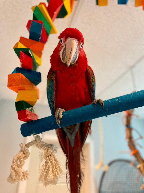 BUSY BIRD Goodie Gadget Foraging Puzzle for Parrots dans Accessoires  à Ville de Montréal - Image 4