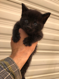 8 week old kitten cat ready for adoption 