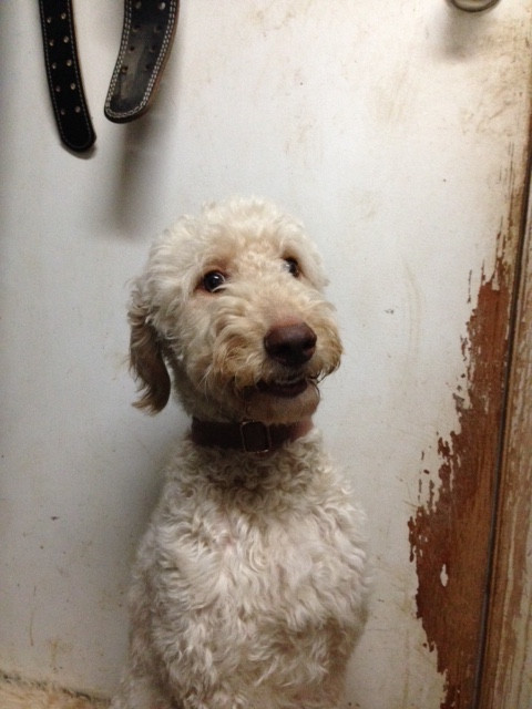 medium Goldendoodle (DNA tested parents) in Dogs & Puppies for Rehoming in Mission - Image 2