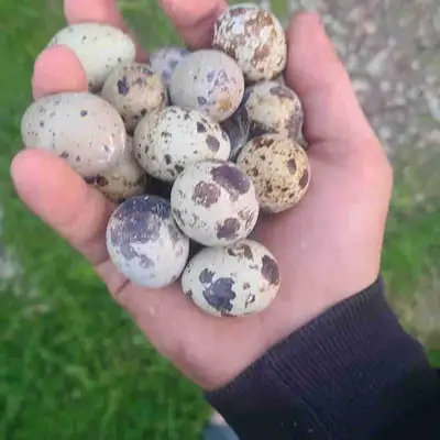 Quail hatching eggs., View more