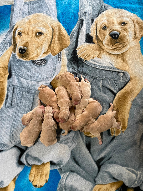 Golden Retriever puppies ready to go June 4 in Dogs & Puppies for Rehoming in Yarmouth - Image 3