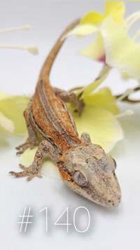 Beautiful Orange Striped Gargoyle Gecko Available, unsexed 