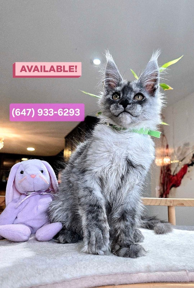 Champion Maine Coons (647) 933-6293 in Cats & Kittens for Rehoming in City of Toronto - Image 3