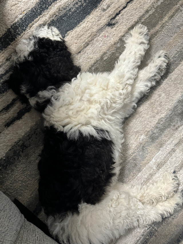 Standard Poodle  in Dogs & Puppies for Rehoming in Delta/Surrey/Langley - Image 3