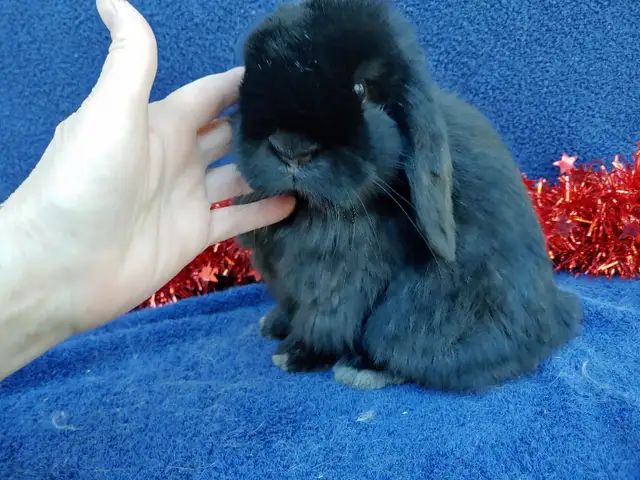 Bébés lapins nains béliers hollandais * baby Holland lop bunnies in Small Animals for Rehoming in City of Montréal - Image 6