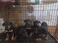 3 females Rottweiler puppies for sale