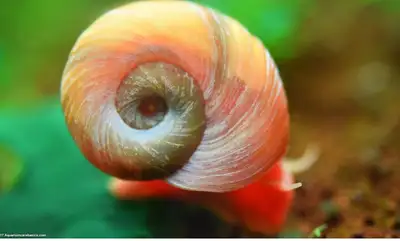 Big ramshorn snail for sale, View more