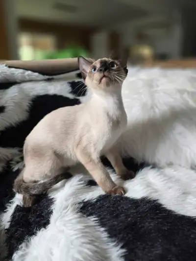 Chaton Siamois! vacciné,  vermifugé et micropucé! DEAL, View more