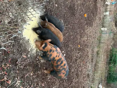 Berkshire /Mangalica heritage meat piglets, View more