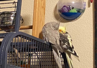 Cockatiels for rehoming 