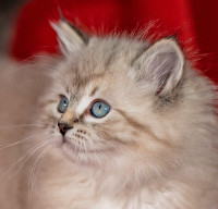Purebred Siberian Hypoallergenic Kittens for sale