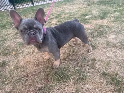 French Bull dog Female and Male, View more