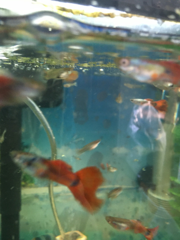 Platinum red tails guppies in Fish for Rehoming in Ottawa - Image 4