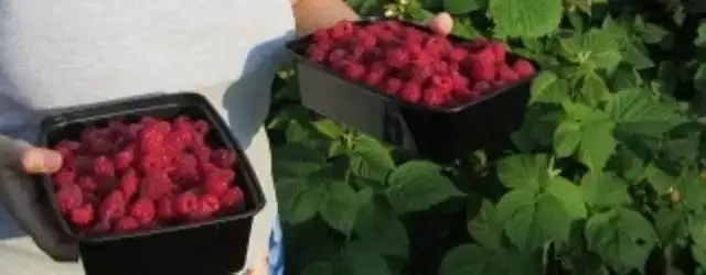 Raspberry plants - from $2 ea in Plants, Fertilizer & Soil in City of Toronto - Image 3