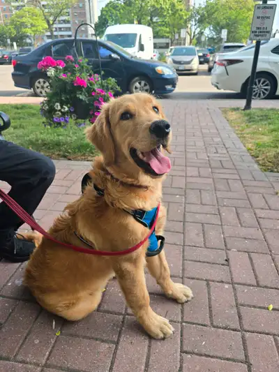 6 months Golden retriever, View more