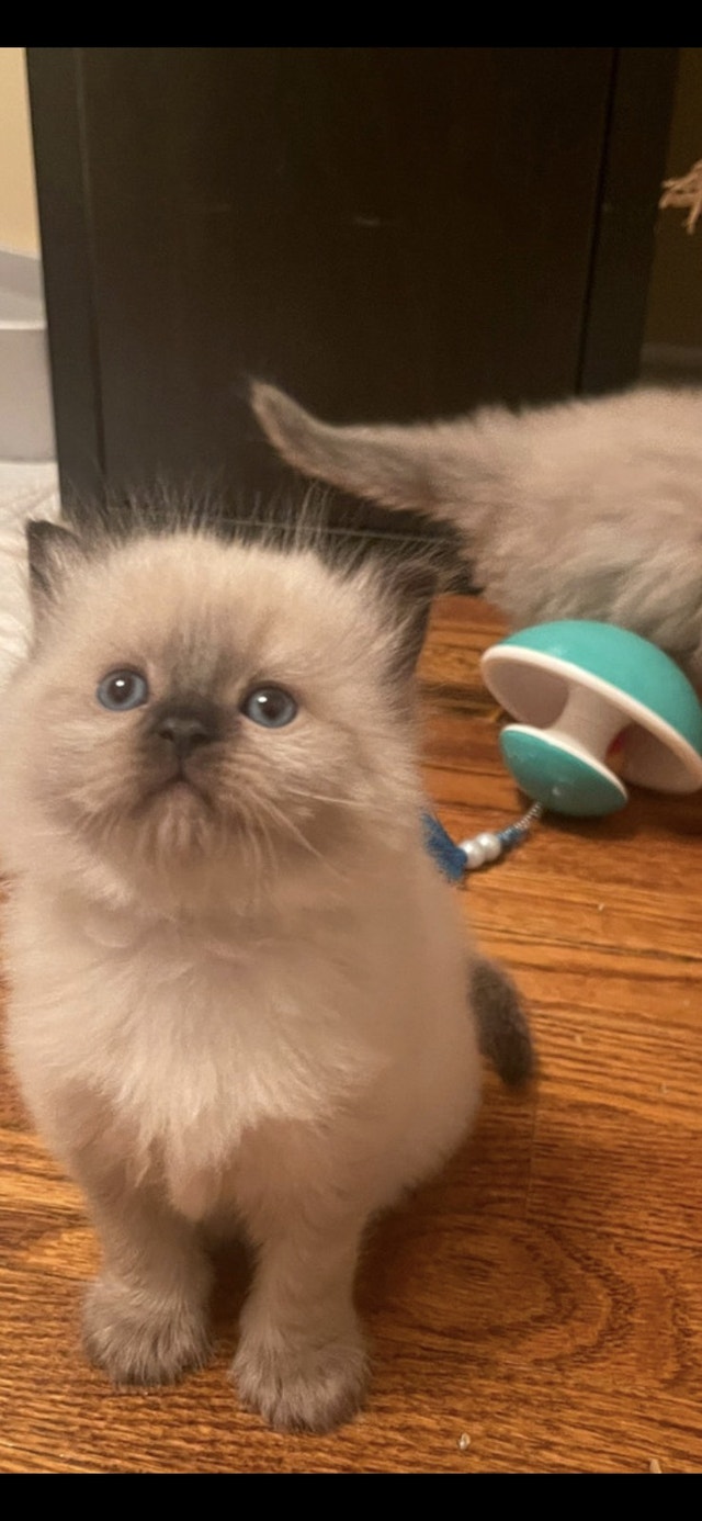 Himalayan Ragdoll Persian kittens Cats & Kittens for Rehoming
