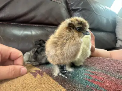 silkie chicks, View more