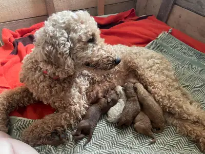 Moyen Poodle Puppies, View more