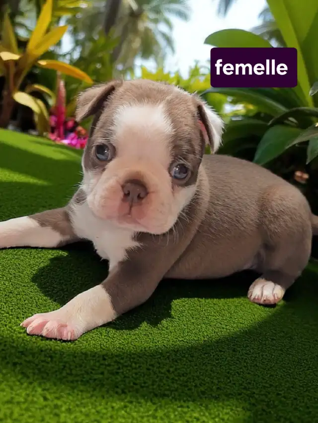 Boston terrier in Dogs & Puppies for Rehoming in Laval / North Shore - Image 5