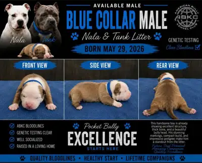American Bulldog pups, View more