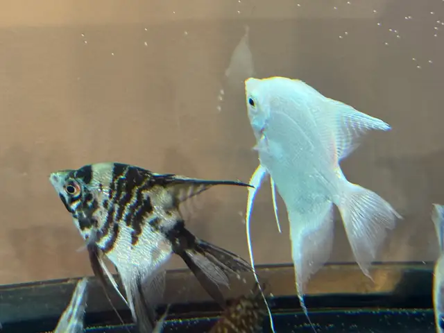 scalaire (ange) in Fish for Rehoming in Laurentides - Image 10