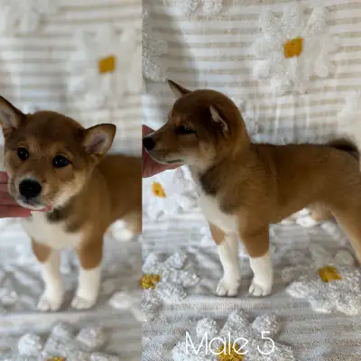 Shiba Inu adorable puppies, View more