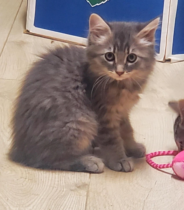 Longhaired Female Kitten in Cats & Kittens for Rehoming in Abbotsford - Image 4