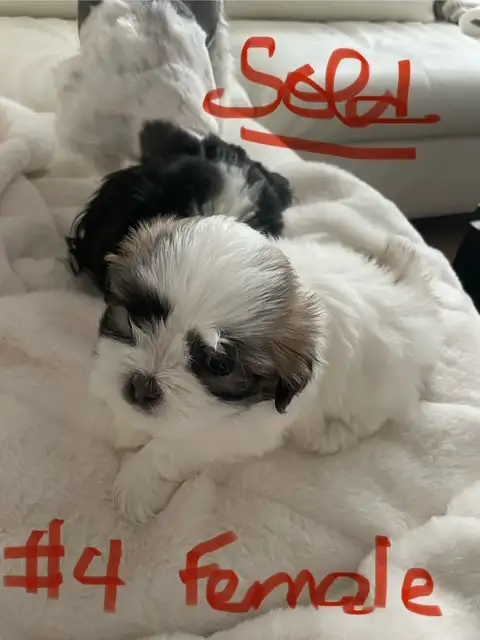 Sweet Malshi (Shih TZU / Maltese) Pups! in Dogs & Puppies for Rehoming in Comox / Courtenay / Cumberland - Image 8