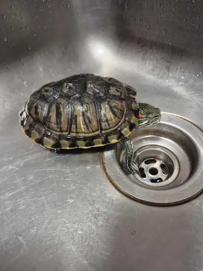 RES Red Eared Slider, View more