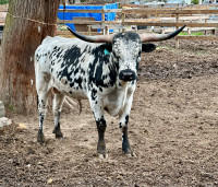 3 year old longhorn bull 