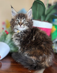 Pure breed Maine-coon kittens 