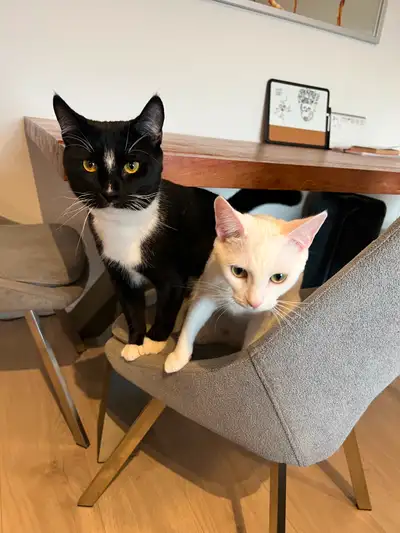 Two Loving Young Cats Seeking a Forever Home, View more