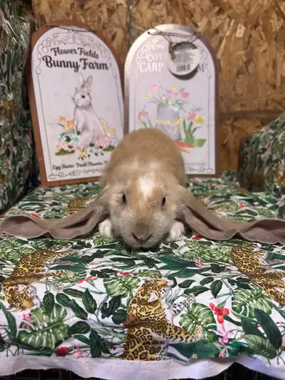 English lop male Lightly marked tri Pet home 100$ or breeding home 150$ Instagram Tinypawrabbitry