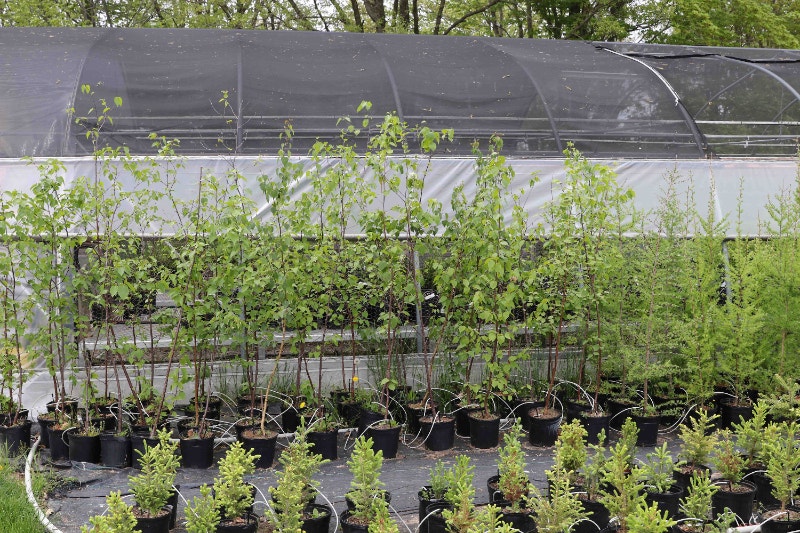 Trees and Shrubs for Sale Plants, Fertilizer & Soil London Kijiji