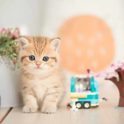 chaton British shorthair , View more