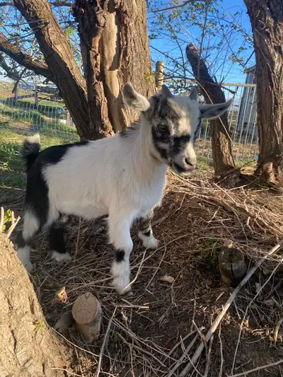 Nigerian dwarf cross pigmy baby goats for sale. 2 female 1 male. Male is casterated. Born March 21st...