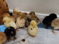 Chicks - Easter egger/Barn yard mix