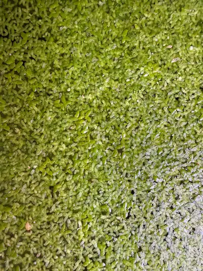 duck weed, View more